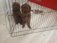 Poodle yavru
