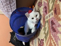 Akıllı yetişkin dişi kedi british shorthair bal göz