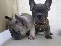 French Bulldog puppys