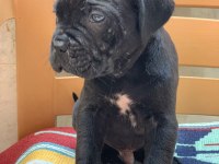 CANE CORSO YAVRULAR