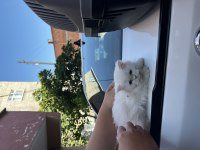 Kedimizi acil sahiplendirmek istiyorum