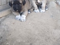 Aksaray malaklısı köpeğimiz
