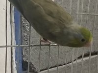 1 yaşında bilezikli erkek forpus papağanı