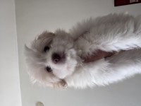 3 AYLIK POODLE