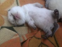 British shorthair kedilerimiz 6 adet