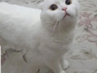 Scottish fold 2 yaşında