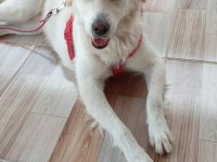 SAHİPLENDİRME LABRADOR