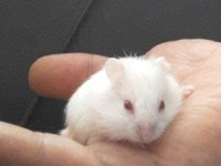 Hamster Gonzales ve Suriye yavru ve Anaç altı