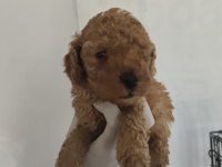 Toy poodle aşılı kilo garantili yavrular
