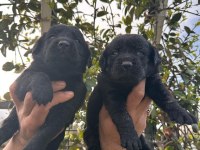 Labrador retriever yavrular