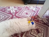 British shorthair lütfen bakıp geçme gerçek ailemi istiyorum
