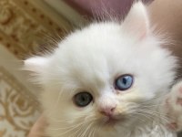 2 aylık chinchilla oğlum