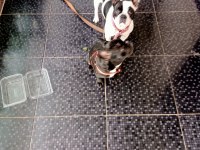 French bulldog yavru köpeklerimiz