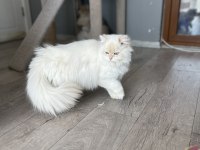 British Longhair Ay1233