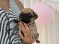 IRK VE SAĞLIK GARANTİLİ PUG YAVRULARIMIZ