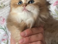 Safkan british longhair yavrular yuva arıyoruz