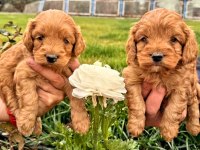 Maltipoo yavrularımız yeni yuvalarına gitmeye hazır