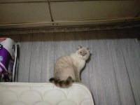 British shorthair damat arıyoruz