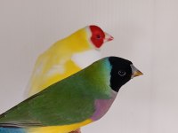 Goldian finch gökkuşağı ispinozu