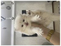 çok akıllı kızım uysal british shorthair