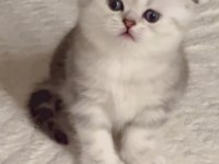 Kaliteli british longhair yavru arayan