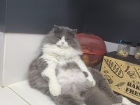 Erkek Kedimiz Kısırlaştırıldı