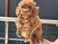 Ankaranın en seçkin kore toy poodle yavruları