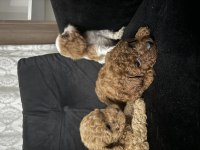 Anne altından maltipoo