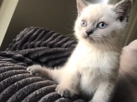 SAFKAN BLUE POİNT MAVİ GÖZ ERKEK SCOTTİSH STRAİGHT