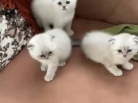 SAFKAN ORJİNAL IRK DİŞİ ERKEK YAVRU KEDİLER