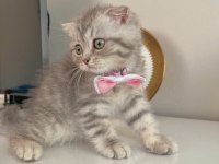 Scottish fold silver