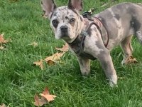 11 aylık dişi ve kısırlaştırılmamış french bulldog yavrumuz