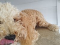 Aprikot Dişi 8 Aylık Poodle