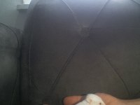 Hamster gonzales ve sryıa yavru ve yetişkin