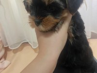 0 numara yorkshire terrier erkek yavru