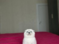 SCOTTISH FOLD BLUE POİNT YAVRULARIM 