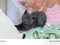 Kardeş british shorthair kediler