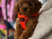 Red Toy Poodle Mağazamızdan Sizlere