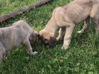 Anadolu çoban köpeği Buyuk ırk Kangalın iki katı