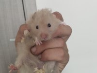 Yavru Hamster Duman ve Karamel Renkler