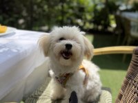 Maltipoo köpeğimiz Kuki