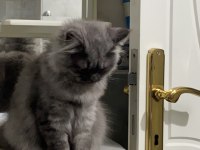 1 Yaşında British Longhair
