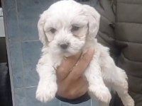 Maltese yavrular 0 numara