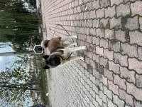 Amerikan Akita