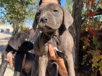 Muhteşem irilikte güçlü cane corso yavrular