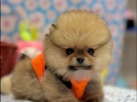 Safkan pomeranian yavrular