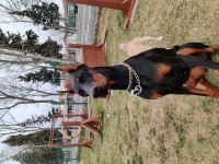 1 yaşında dişi doberman FCI KIF A secere, Von Bsgira