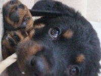 Koca kafalı safkan rottweiler yavruları