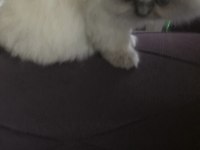Scottish fold bebek