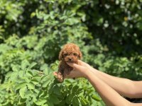 Kore Aşılı Poodle Bebekler